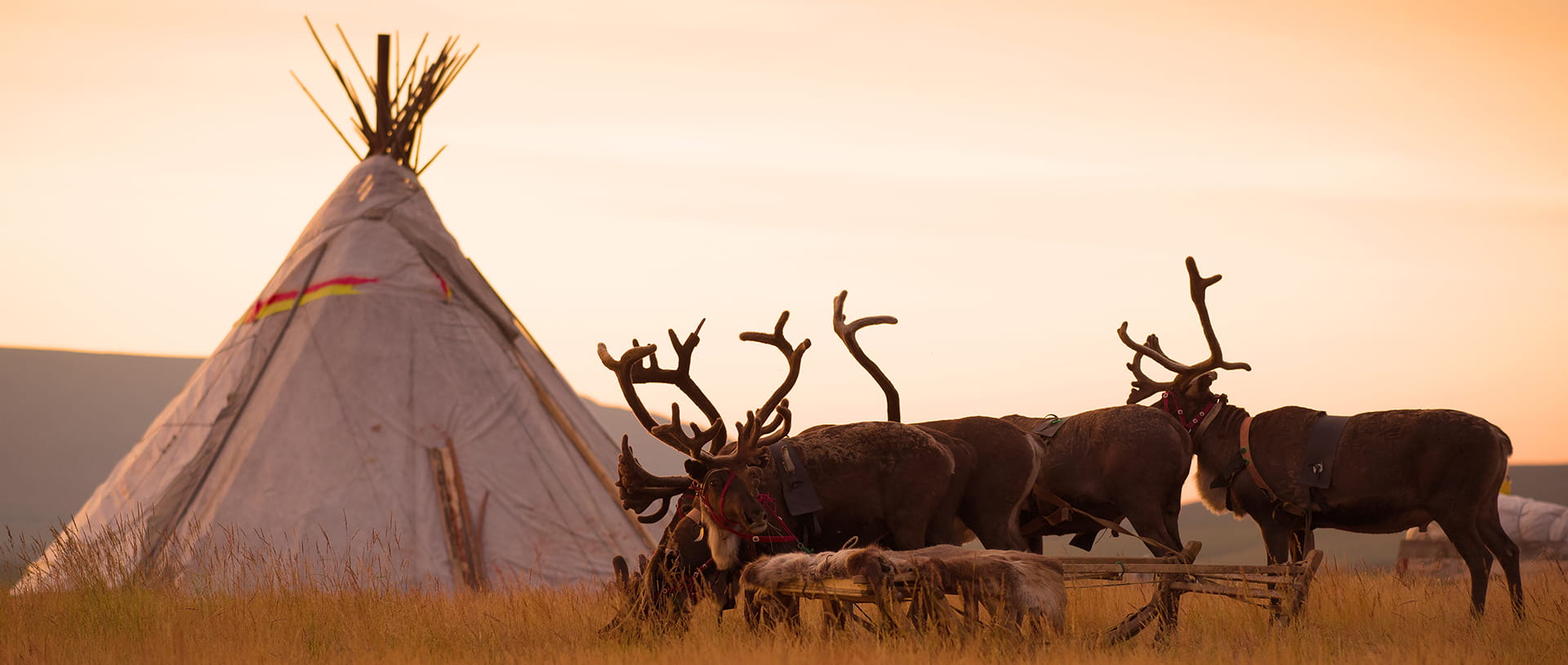 Reindeer sledding at the reindeer herders camp on the background of the sunrise. Yamal, Russia