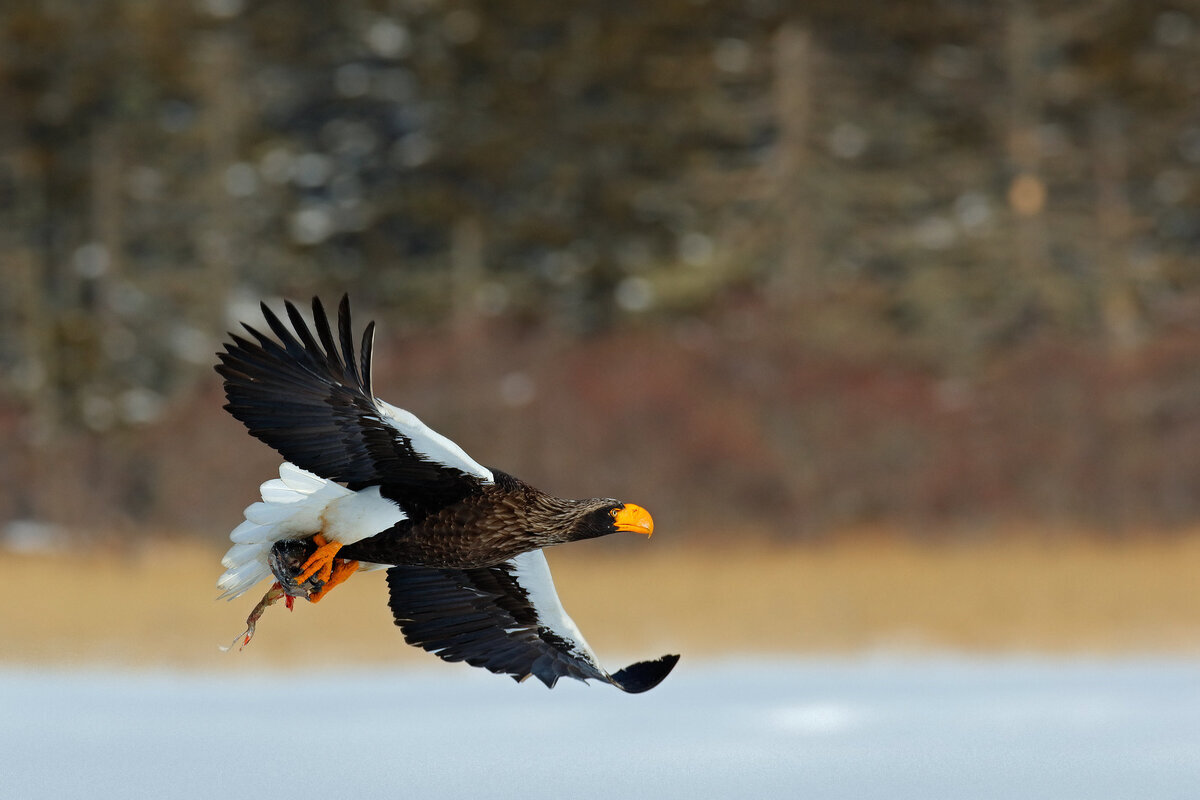 Eagle flying with fish. Beautiful Steller's sea eagle, Haliaeetus pelagicus, flying bird of prey, with winter forest in background, Kamchatka, Russia. Wildlife action behaviour scene from nature.